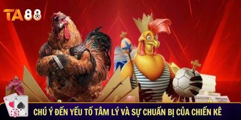 Luật đá gà miền Tây - Các quy định quan trọng trong trận đấu Chú ý đến yếu tố tâm lý và sự chuẩn bị của chiến kê